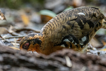 Nature wildlife image of bird red-breasted partridge also known as the Bornean hill-partridge It is...