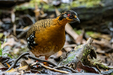 Nature wildlife image of bird red-breasted partridge also known as the Bornean hill-partridge It is endemic to hill and montane forest in Borneo