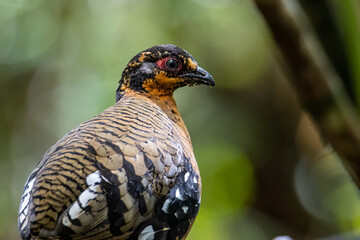 Nature wildlife image of bird red-breasted partridge also known as the Bornean hill-partridge It is...