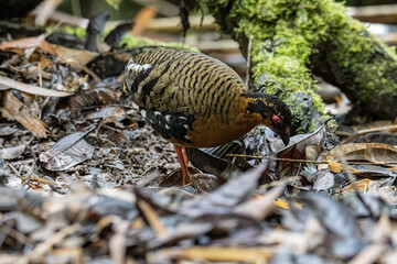 Nature wildlife image of bird red-breasted partridge also known as the Bornean hill-partridge It is...