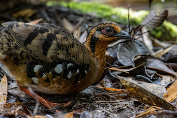 Nature wildlife image of bird red-breasted partridge also known as the Bornean hill-partridge It is...