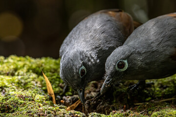 Nature wildlife image of bird red-breasted partridge also known as the Bornean hill-partridge It is endemic to hill and montane forest in Borneo