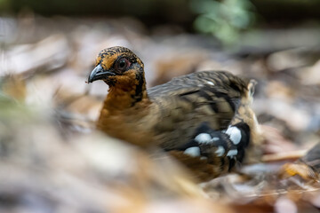 Nature wildlife image of bird red-breasted partridge also known as the Bornean hill-partridge It is endemic to hill and montane forest in Borneo