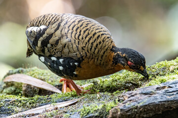 Nature wildlife image of bird red-breasted partridge also known as the Bornean hill-partridge It is endemic to hill and montane forest in Borneo