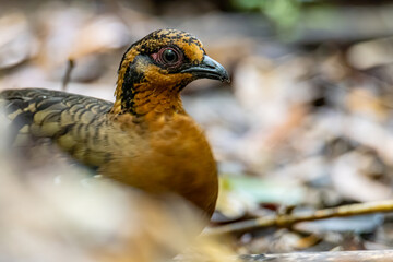 Nature wildlife image of bird red-breasted partridge also known as the Bornean hill-partridge It is endemic to hill and montane forest in Borneo