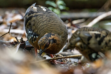 Nature wildlife image of bird red-breasted partridge also known as the Bornean hill-partridge It is endemic to hill and montane forest in Borneo