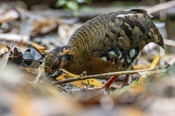 Nature wildlife image of bird red-breasted partridge also known as the Bornean hill-partridge It is endemic to hill and montane forest in Borneo