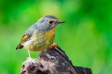 Nature wildlife bird species of Little Pied Flycatcher on perched on a tree branch found in Borneo, Sabah,Malaysia with nature wildlife background