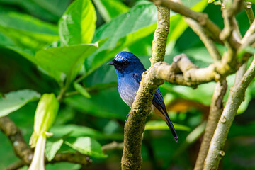 Beautiful blue color bird known as Rufous Vented Flycatcher perched on a tree branch at nature habits in Sabah, Borneo