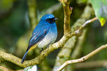 Beautiful blue color bird known as Rufous Vented Flycatcher perched on a tree branch at nature...