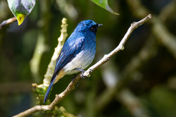 Beautiful blue color bird known as Rufous Vented Flycatcher perched on a tree branch at nature...