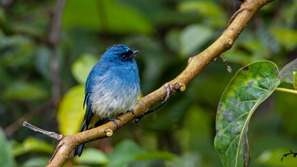 Beautiful blue color bird known as Rufous Vented Flycatcher perched on a tree branch at nature habits in Sabah, Borneo