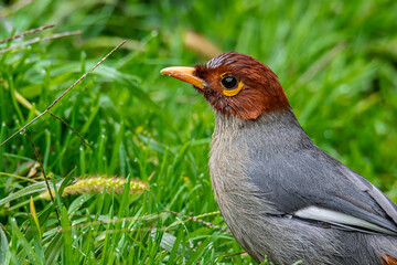 Nature wildlife image bird of a Chestnut-hooded laughingthrush on perch at nature habits in Sabah,...