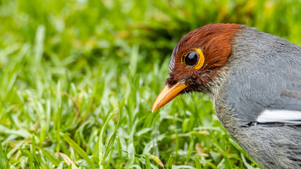 Nature wildlife image bird of a Chestnut-hooded laughingthrush on perch at nature habits in Sabah, Borneo