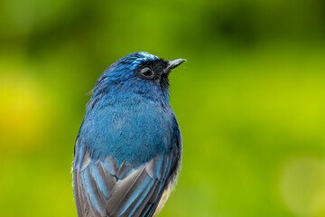 Beautiful blue color bird known as Rufous Vented Flycatcher perched on a tree branch at nature habits in Sabah, Borneo