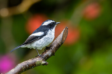 Nature wildlife bird species of Little Pied Flycatcher on perched on a tree branch found in Borneo, Sabah,Malaysia with nature wildlife background