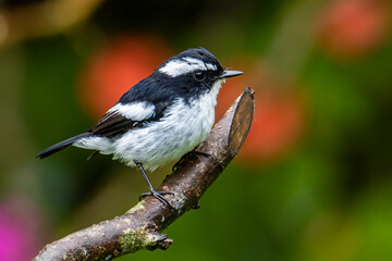 Nature wildlife bird species of Little Pied Flycatcher on perched on a tree branch found in Borneo,...