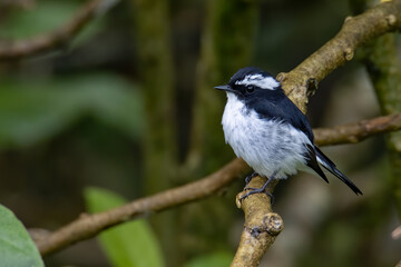 Nature wildlife bird species of Little Pied Flycatcher on perched on a tree branch found in Borneo, Sabah,Malaysia with nature wildlife background