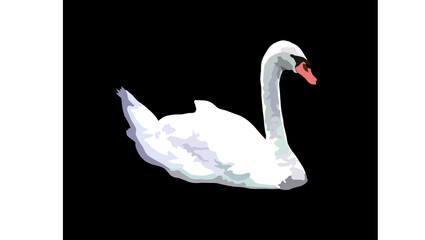 white swan on black background