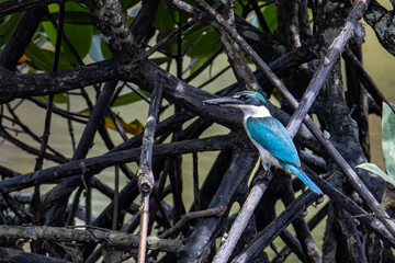 Collared kingfisher (Todiramphus chloris) a common bird which could be find in mangrove forest,river and swamp.