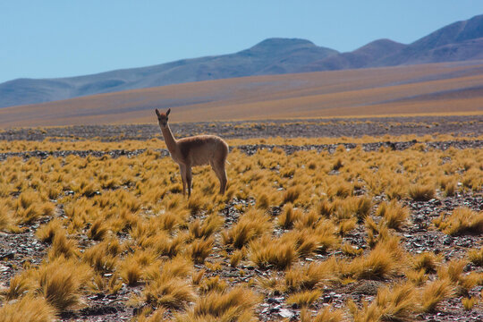 The route of the 6 thousands meters. Between Chile and Tinogasta, Catamarca, Argentina there is this beautiful road. 