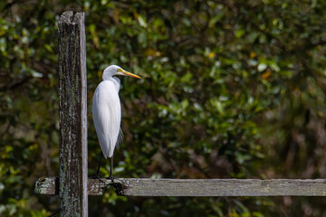 Egret bird on wetland center in Kota Kinabalu, Sabah, Malaysia. Cattle egret bird Chilling