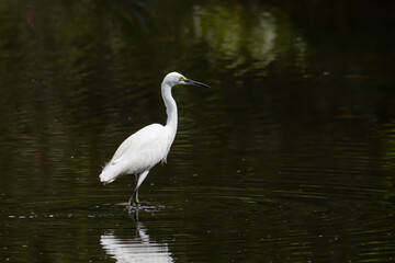 Egret bird on wetland center in Kota Kinabalu, Sabah, Malaysia. Cattle egret bird Chilling