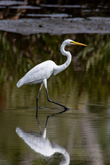 Naklejka premium Egret bird on wetland center in Kota Kinabalu, Sabah, Malaysia. Cattle egret bird Chilling