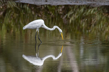 Egret bird on wetland center in Kota Kinabalu, Sabah, Egret bird looking fish on wetland center in Kota Kinabalu, Sabah, Malaysia. Cattle egret bird Chilling. Cattle egret bird Chilling