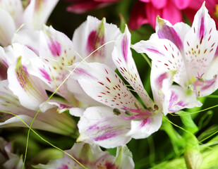 Beautiful bouquet of pink and white flowers