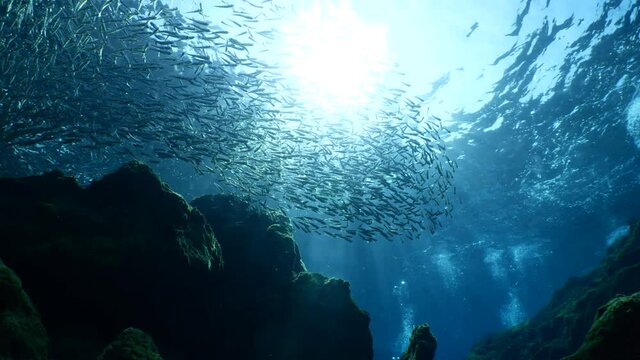 silversides hiding behind secret rocks  under sun shine and beams underwater silverside fish school wavy sea protection ocean scenery