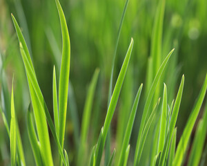 green grass with water droplet in sunshine
