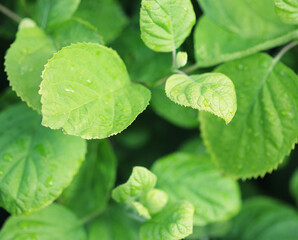 green grass with water droplet in sunshine
