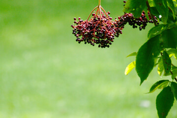 red berries and green leaves
