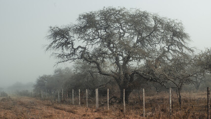 Tree surrounded by fog in the field, at the edge of the road.