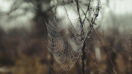 Cobweb in a bush, a gray day in the country.