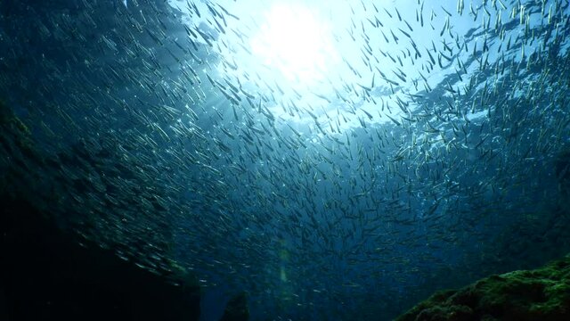 silversides hiding behind secret rocks  under sun shine and beams underwater silverside fish school wavy sea protection ocean scenery