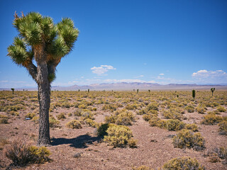 Joshua Trees scattered across a barren desert landscape.