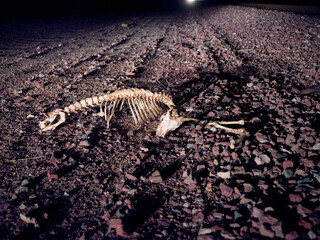 Animal carcass stripped to the bones discarded on ground.