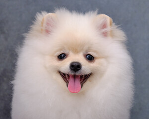 Portrait of a standing Pomeranian on a gray background close-up.