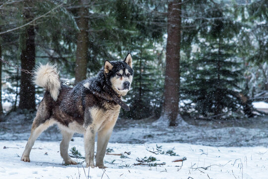 Portrait of Alaskan Malamute Dog.