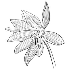 Hand drawn vector of lotus flower isolated on white background for coloring page. Black and white  stock illustration of water plant for coloring book.