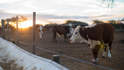 Cow eating in a pen with the sunset in the background