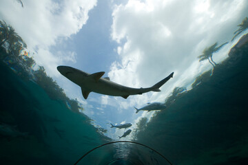 Aquarium at Atlantis Resort, Nassau, New Providence Island, Bahamas