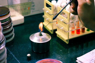 microbiological inoculation loop being heated in a spirit lamp flame for sterilisation disinfection in a microbiology laboratory