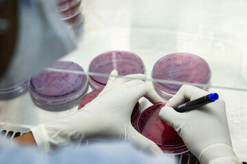 Laboratory worker labelling a culture plate petri dish with black marker pen inside an asceptic fume hood in a microbiology laboratory setup