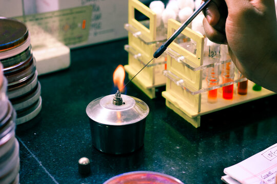 microbiological inoculation loop being heated in a spirit lamp flame for sterilisation disinfection in a microbiology laboratory