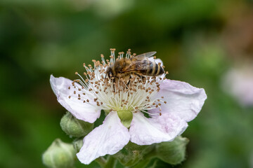 Bee on Blackberry flower.