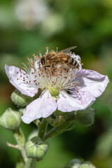 Bee on Blackberry flower.