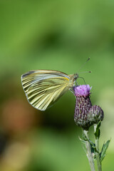 Green-veined white (Pieris napi)